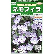 RS　ネモフィラ　種　9種 71X70F3+WLL._UF350,350_QL80_.jpg